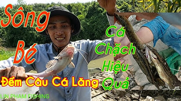 Câu Cá Lăng Cá Chạch Ở Sông Bé Ngày Nước Cạn Cá Ăn Quá Mạnh