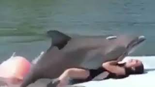 أسماك الدلفين تعشق المرح مع الإنسان