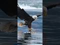 This Eagle Can Snatch a Deer 😳🦅 #shorts #eaglefacts #apexpredator