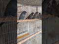 Combo budgies Grey Colour ComboViolet Colour Combo Blue Colour#birds #shorts