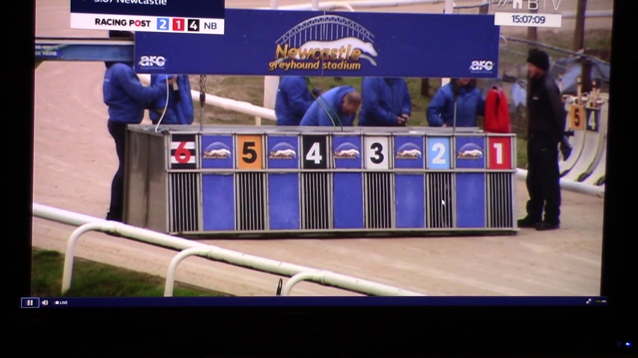 ALNWICK ANNA Trap 1 WINS P4 at Newcastle 22nd November