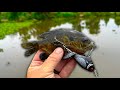 You WON&#39;T Believe How This Went Down | Bayou Blue Gill Catch and Cook