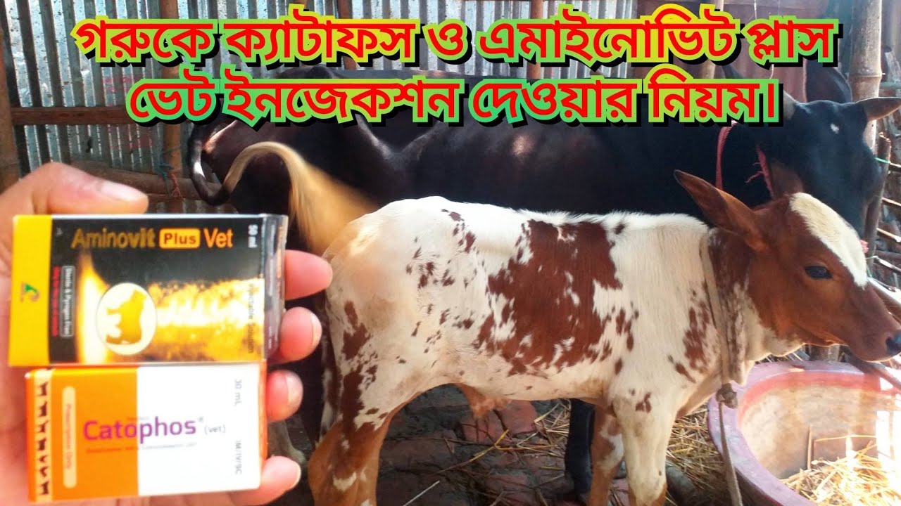 গরুকে ক্যাটাফস ও এমাইনোভিট প্লাস ভেট ইনজেকশন দেওয়ার নিয়ম জানুন।গরুর পালন পদ্ধতি।