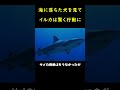 イルカは誤って海に落ちた犬を助けた後、信じられないことが起こった!