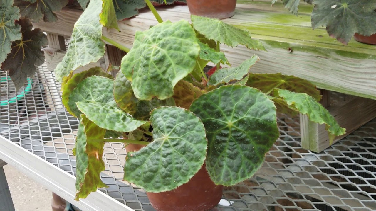 BEGONIA GOEGOENSIS PLANT YouTube