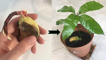 Comment faire pousser un arbre de mangue ?