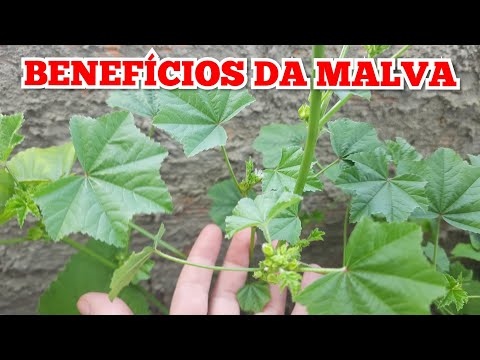 Benefits of MALLOW! Bronchitis, Expectorant, Canker Sores, Heartburn, Rejuvenation, Weight Loss...