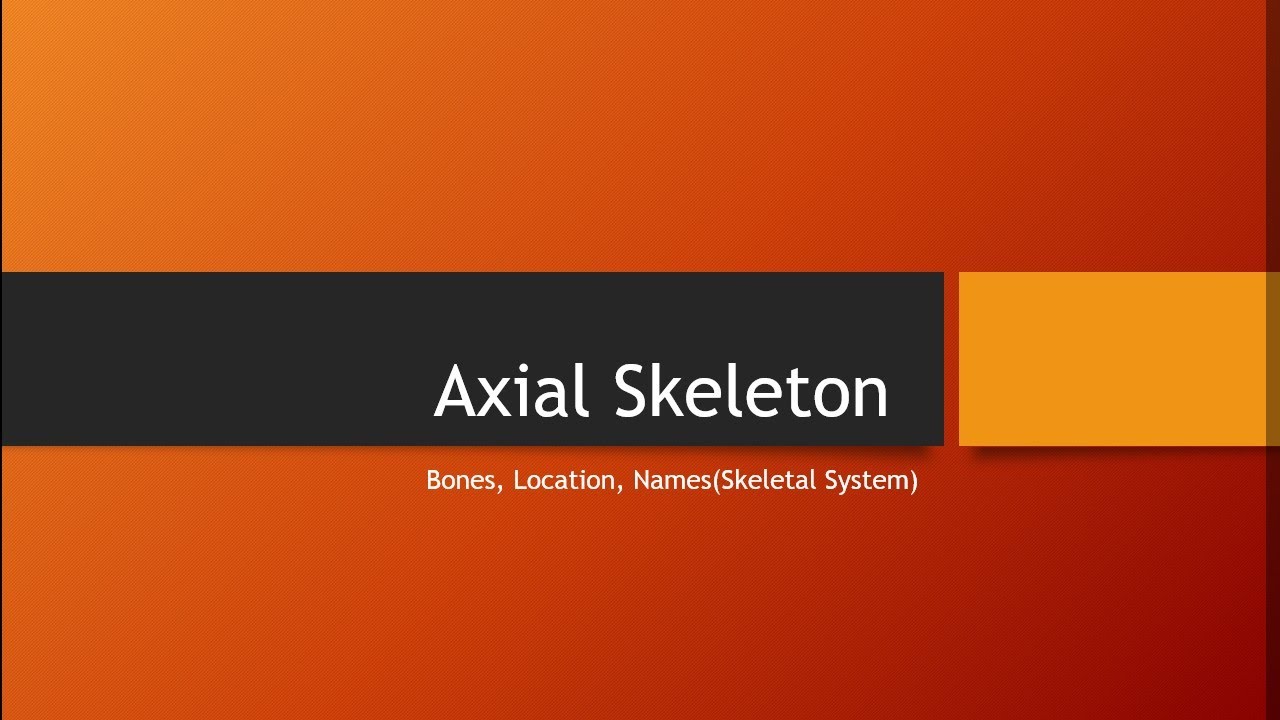 Adult Human 206 Bones: Axial Skeleton/Bones, Study with Mnemonic - YouTube