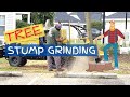 How To Get Rid of a Tree Stump. Stump Grinding Machine in Action