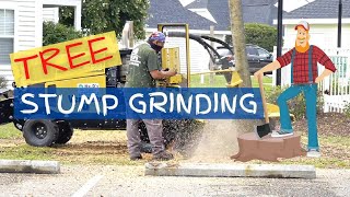 How To Get Rid of a Tree Stump. Stump Grinding Machine in Action