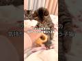 生後数ヶ月でブラッシングの気持ちよさに気づいた子猫 #子猫 #ブラッシング #shorts