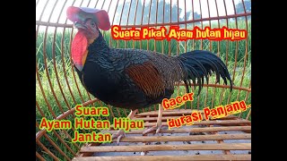 Suara Ayam Hutan Hijau Jantan// Cocok untuk masteran / pancingan saat berburu ayam hutan