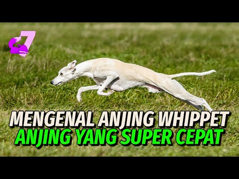 Video: Apakah whippet bisa menjadi hewan peliharaan yang baik?