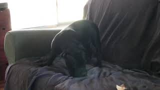 Blueblack Staffy Pup Energy Burst