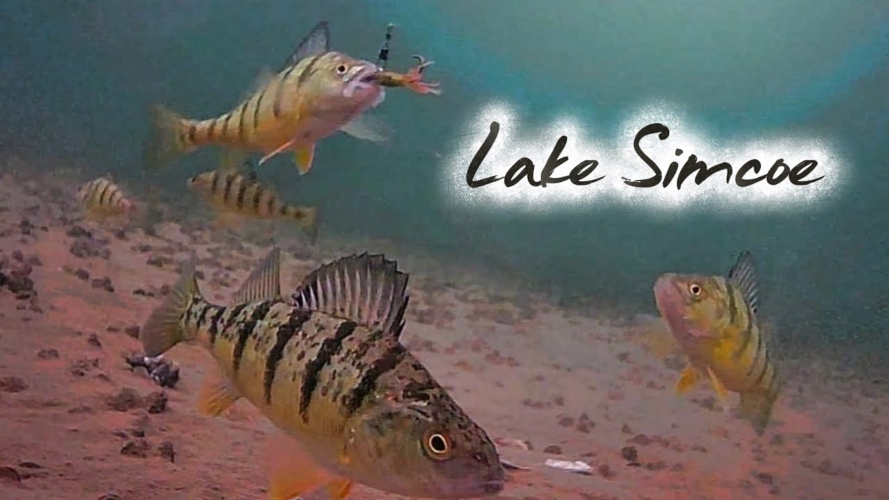 UNDERWATER FOOTAGE  Ice Fishing Lake Simcoe