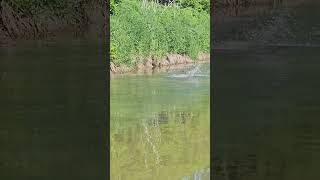 Grand River Onondaga "River Monsters" 2026.06.08 #fishing