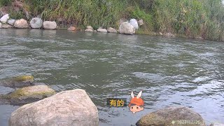 花蓮 荖樹橋 釣況分享 Wild fishing in Taiwan. [嘟嘟釣魚狂#246] 2023/12/26,27 by 嘟嘟釣魚狂 7,993 views 3 months ago 10 minutes, 40 seconds