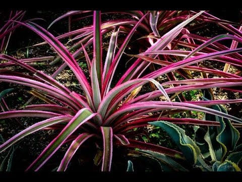 Video: Dracaena Marginata (35 Ta Rasm): Uyda Chegaralangan Dracaenaga G'amxo'rlik, Magenta Navining Tug'ilgan Joyi Va Ko'payishi, Azizillo Va Toj Shakllanishi