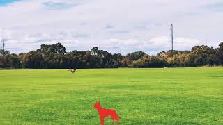 Doggy Day Care At Workingdog Workouts