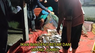 Download Lagu Panen udang di malam ke 2, Malah ikan bandeng yang banyak keluar MP3