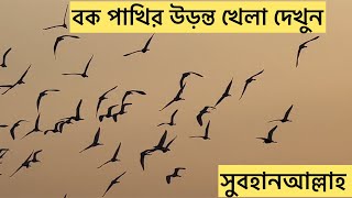 বক পাখির উড়ন্ত খেলা♥️ Buck flying game. vlog video Alamin poet screenshot 3