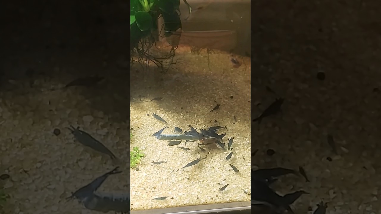 Shrimp stick time!