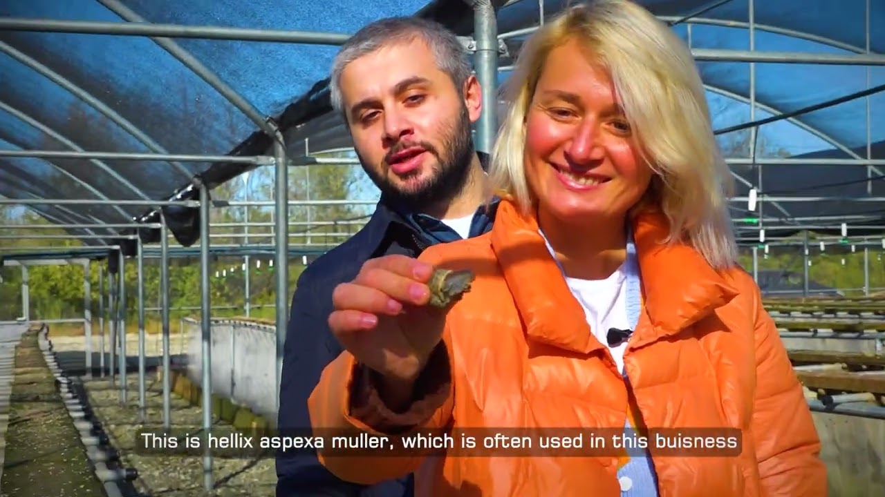 მეგრული აჯიკა და ლოკოკინის ფერმა/ Megrelian ajika and snail farm