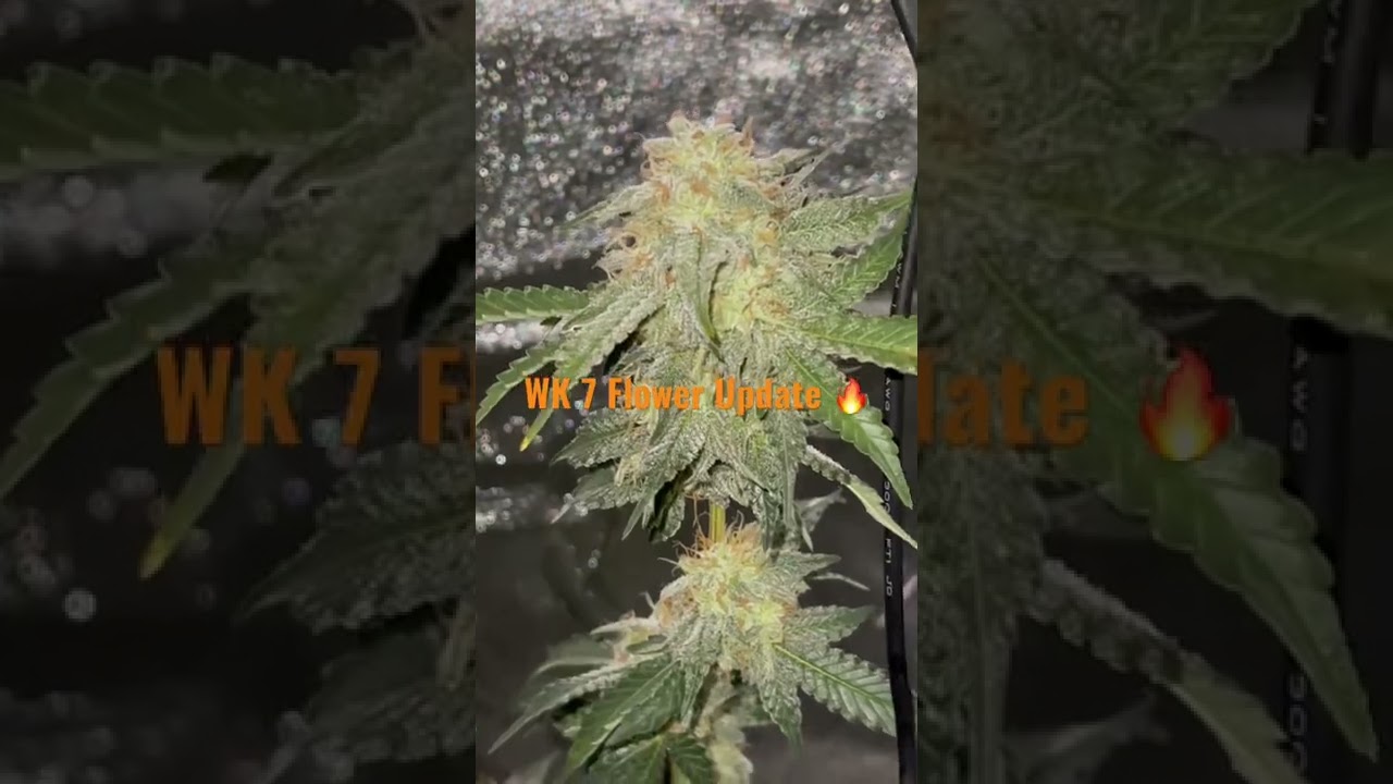 ILGM Dos si Dos WK 7 Flower Update 