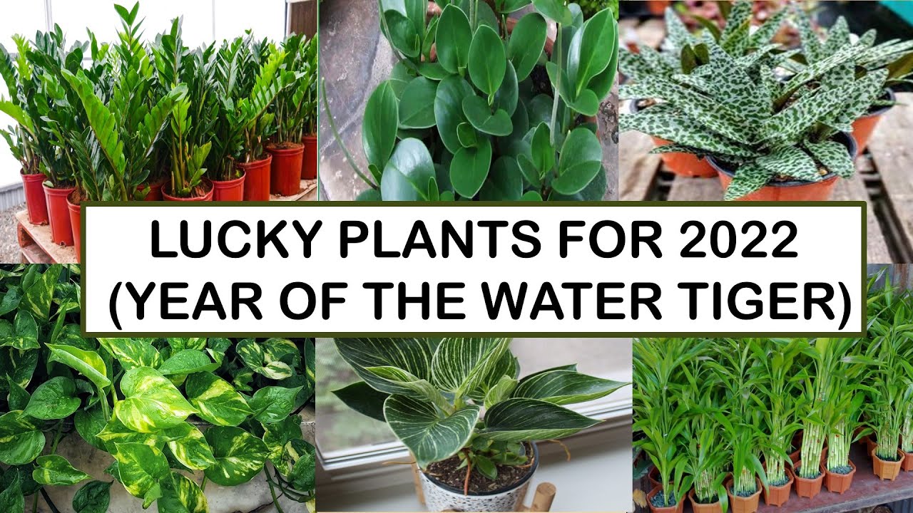 Lucky Plants for 2022 I Year of the Water Tiger. Mga mga halaman na