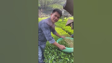 Sự cách biệt hoàn toàn của cây chè trồng theo hướng hữu cơ #chè_sạch #chè_thái_nguyên #trà_tân_cương