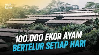 Bagaimana Peternakan Ayam Petelur Ini Menghasilkan 3jt Telur Perbulan Dengan Omzet 3 MILIAR