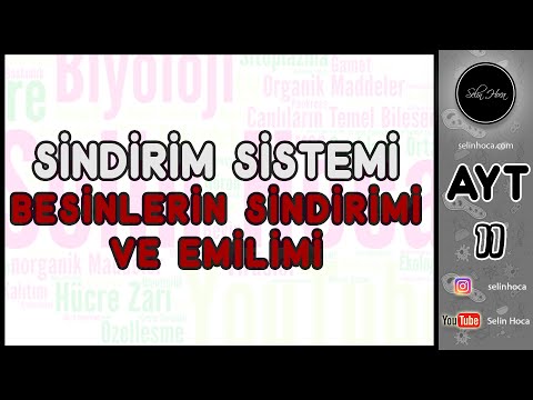 18) Sindirim Sistemi  - Besinlerin Sindirimi ve Emilimi