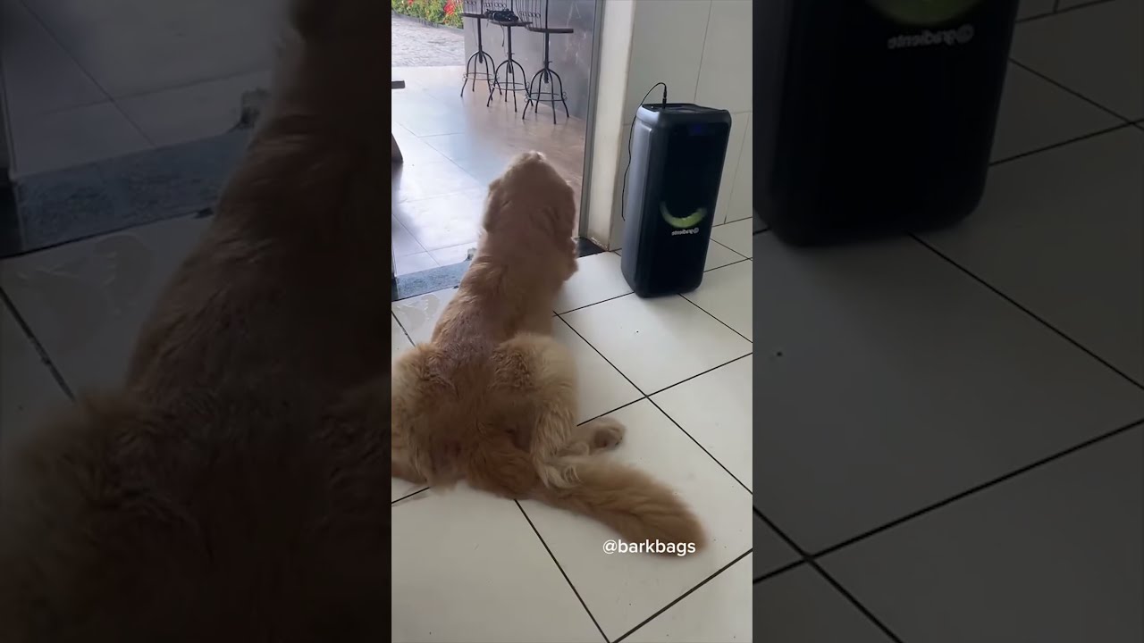 Most Adorable Dogs In The World Ever