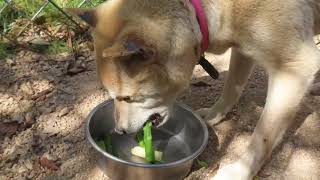柴犬モモがアスパラを食べる