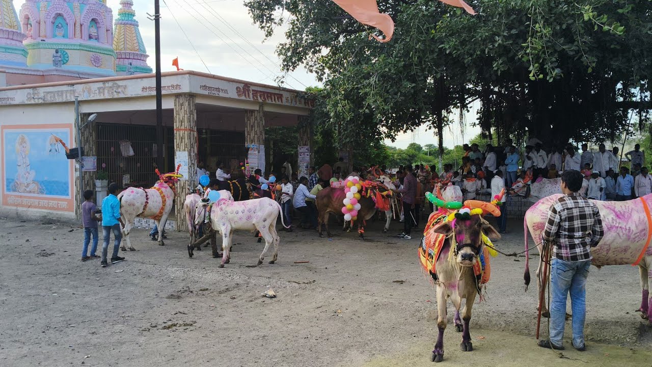  श्रावणी पोळा | बैलांची भव्य मिरवणूक  #royalshetkari #vlog #marathi @Agroone1 