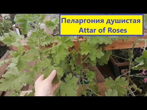 Видео: Geranium Attar Of Rose - Информация и грижа за ароматизиран здравец Attar Of Rose