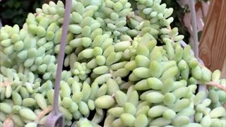 Burro’s Tail (Sedum morganianum) Propagation and growth time lapse