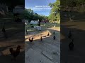 TikTok video #7649156556570873102