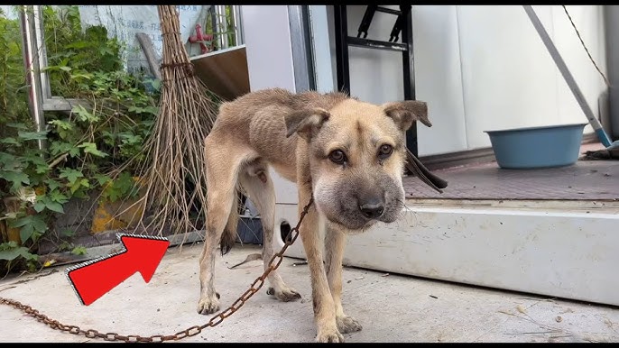 Rescued a stray dog with a head swollen like a ball! When I cut the chain, I cried...#rescue #dog - YouTube