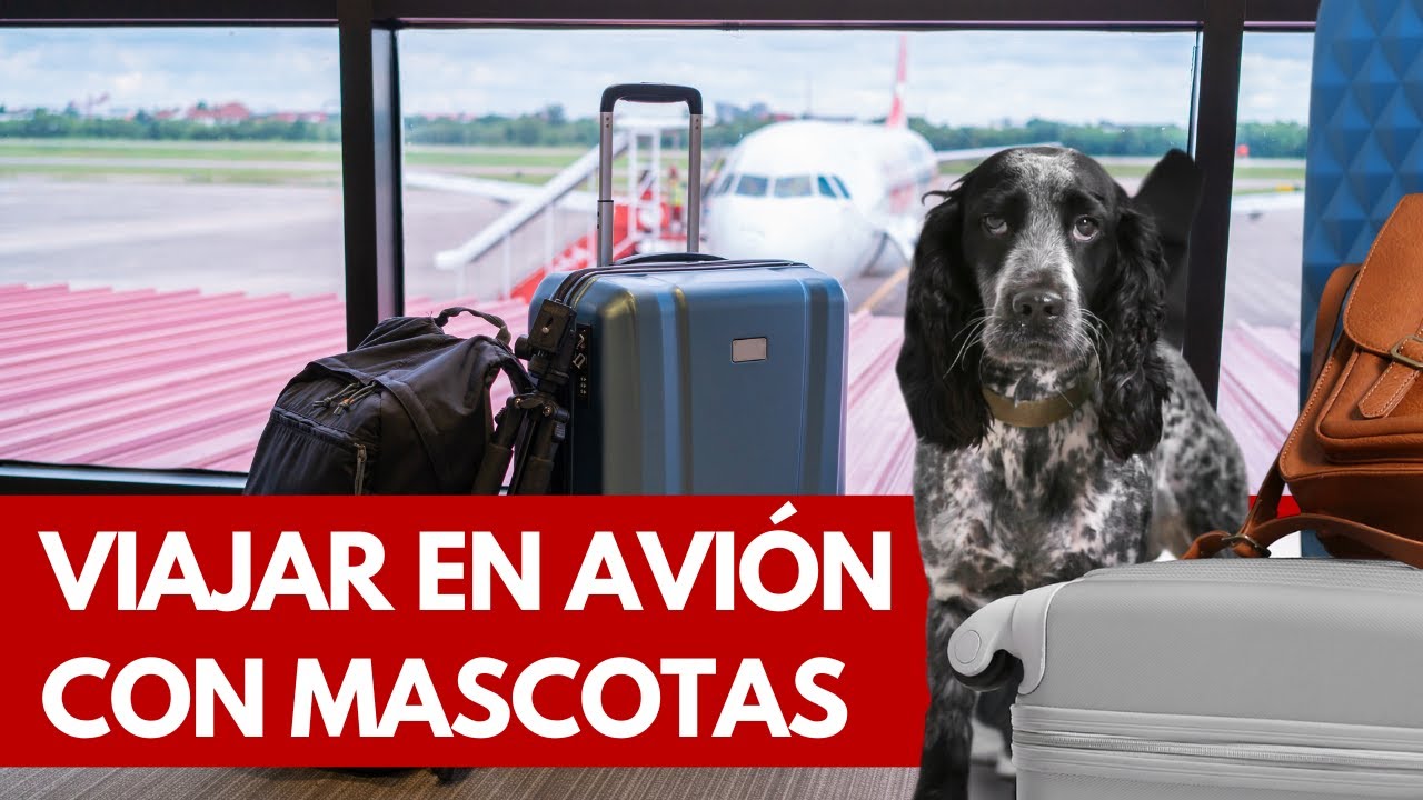 Cómo Viajar con Mascota en Avión 🛩 YouTube