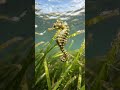 Dwarf Seahorse: Tiny Master of Seagrass Camouflage