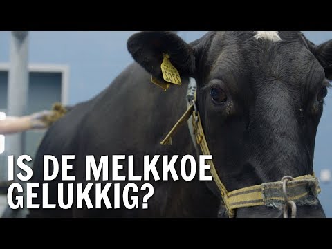 Video: Waarom Kauwen Koeien De Hele Tijd?