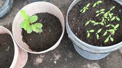 COUNTDOWN TO THE GARDEN FOR ALL WEBINAR SERIES. 