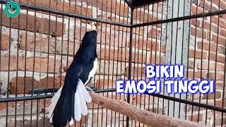 KACER ANDA PASTI KONSLET CARI LAWAN NEMBAK KASAR, PANCINGAN KACER GACOR FULL ISIAN TARUNG NGOBRA