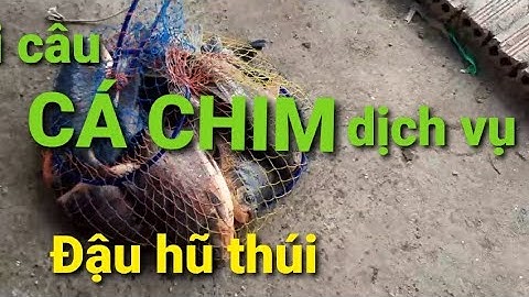 mồi câu CÁ CHIM đậu hũ thúi sát thủ Hồ dịch vụ /  fishing