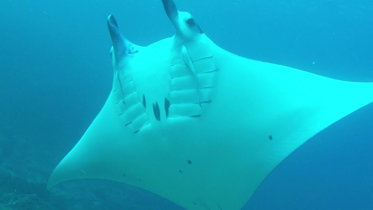 GoPro HD: Komodo Scuba Diving MV Empress