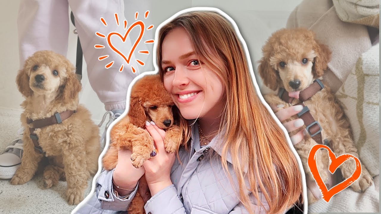 VI HAR FÅET HUND! De første 24 timer med vores hundehvalp ❤️ VLOG // LouLiving