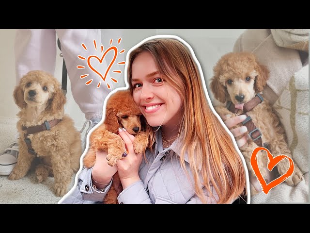 obligatorisk Til fods fabrik VI HAR FÅET HUND! De første 24 timer med vores hundehvalp ❤️ VLOG //  LouLiving - YouTube