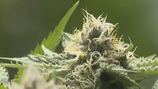 What’s up with marijuana in Texas this legislative session? | Good Day Austin