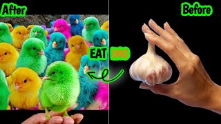 How to get a baby chicks to eat | chick chicken #chicks #chicken